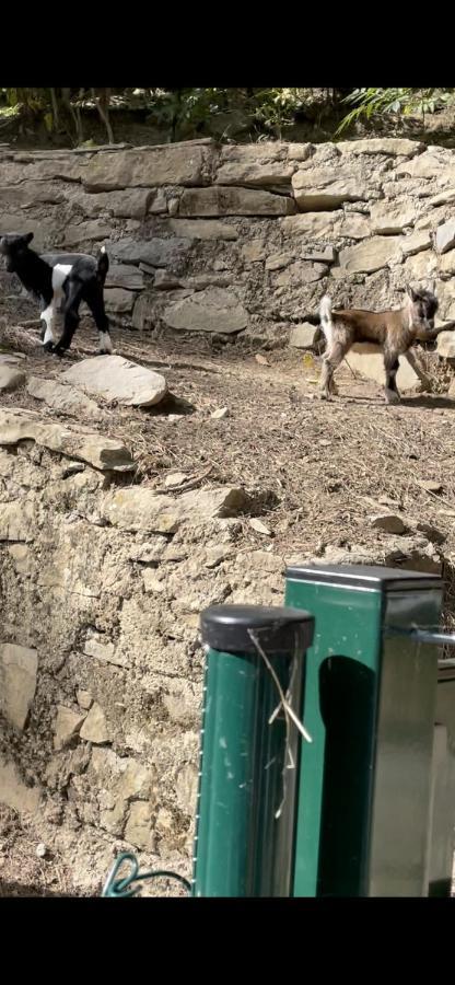 Casa Rural En Plena Naturaleza Lic Uvtr1524 Eguillor Kültér fotó